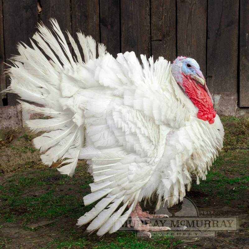 Midget White Turkey: charakterystyka, zastosowania i informacje o rasie