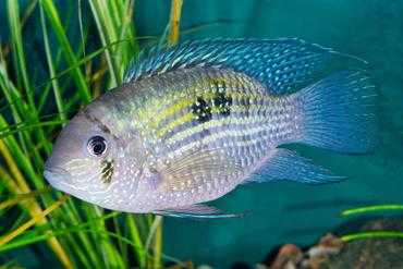 Milkfish: charakterystyka, karmienie, zastosowania i hodowla