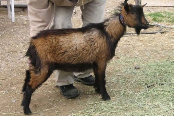 Mini Oberhasli Goat: charakterystyka, zastosowania i pełne informacje o rasie