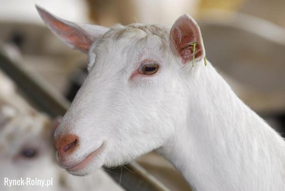 Najlepsze kozy mleczne w suchym klimacie: hodowla kóz mlecznych w suchym klimacie