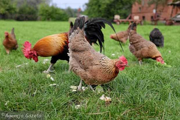 Najlepsze kurczaki znoszące jaja dla początkujących: wybierz odpowiednią rasę