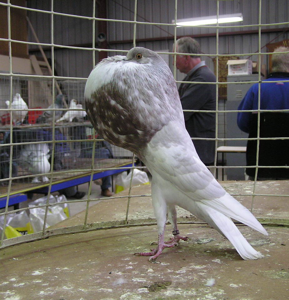 Norwich Cropper Pigeon: wygląd, pochodzenie, zastosowania i informacje o rasie