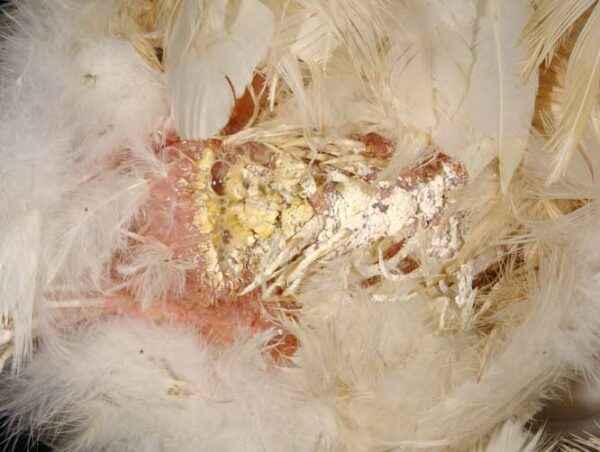 Objawy chorego kurczaka: jak rozpoznać chore kurczaki