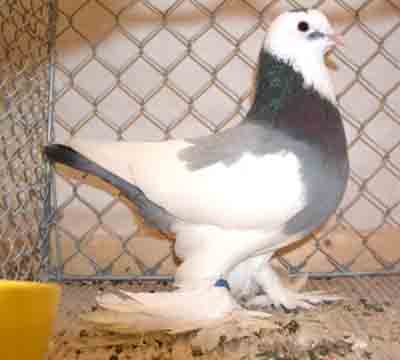 Old Dutch Tumbler Pigeon: charakterystyka i informacje o rasie