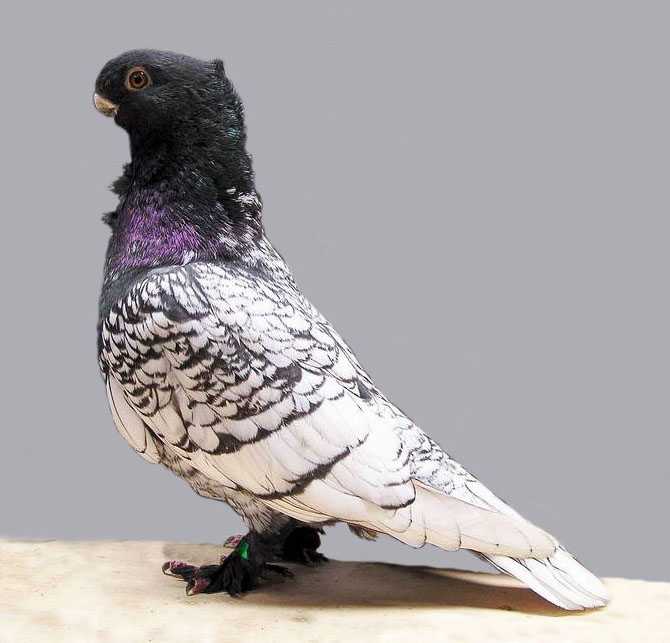 Oriental Frill Pigeon: charakterystyka, zastosowania i informacje o rasie