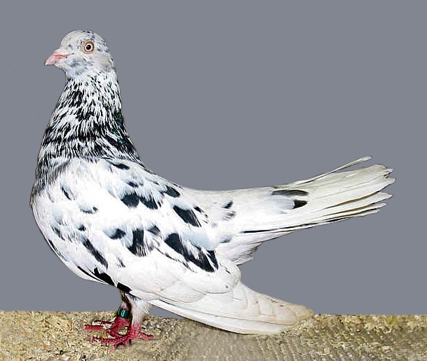 Oriental Roller Pigeon: charakterystyka, zastosowania i informacje o rasie