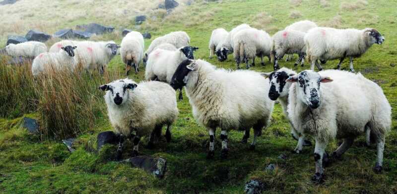 Owca Derbyshire Gritstone: charakterystyka, zastosowania i informacje o rasie