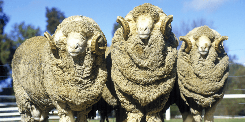 Owca merynosów: charakterystyka, pochodzenie, zastosowania i informacje o rasie