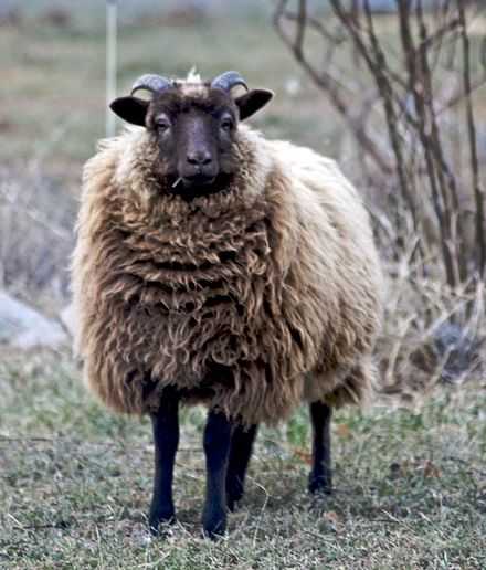 Owca północnoeuropejska krótkoogoniasta: pełne informacje o rasie