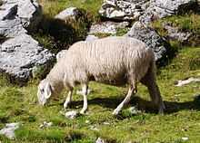 Owce Appenninica: charakterystyka, zastosowania i informacje o rasie