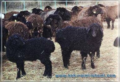 Owce Arabi: charakterystyka, pochodzenie, zastosowania i informacje o rasie