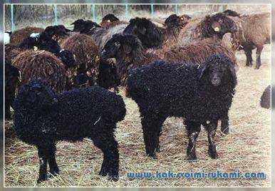 Owce Arabi: charakterystyka, pochodzenie, zastosowania i informacje o rasie