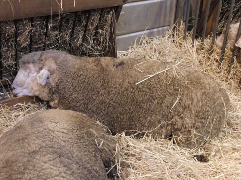 Owce Basco-béarnaise: charakterystyka, zastosowania i informacje o rasie