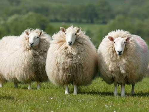 Owce Cheviot z Brecknock Hill: charakterystyka, zastosowania i informacje o rasie