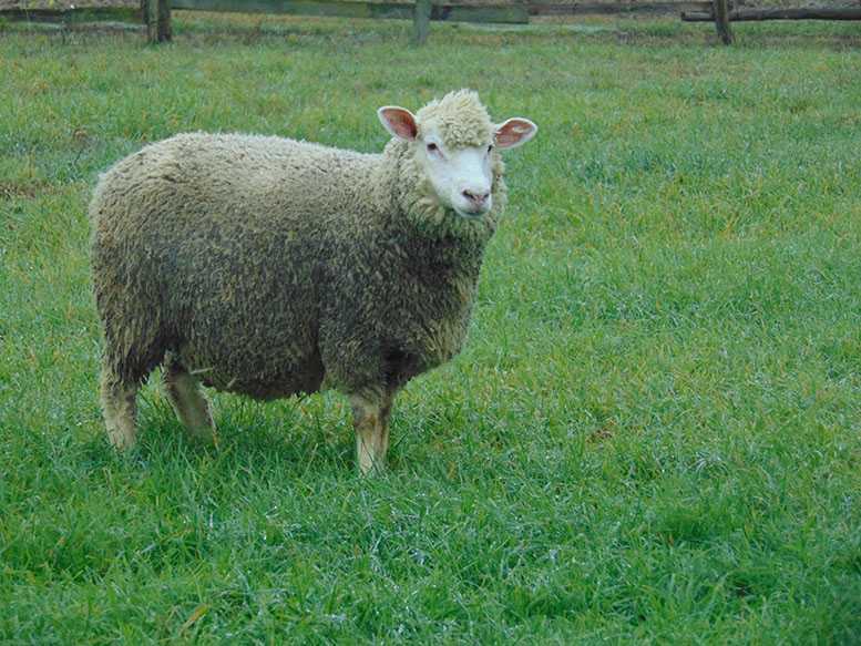 Owce Coopworth: charakterystyka, pochodzenie, zastosowania i informacje o rasie