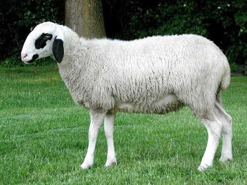 Owce Gansu Alpine Fine Wool: charakterystyka i informacje o rasie