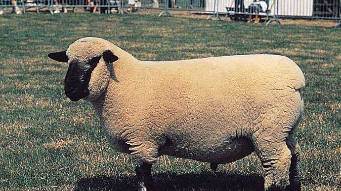 Owce Hampshire: charakterystyka, pochodzenie, zastosowania i informacje o rasie