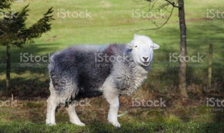 Owce Herdwick: charakterystyka, pochodzenie, zastosowania i informacje o rasie