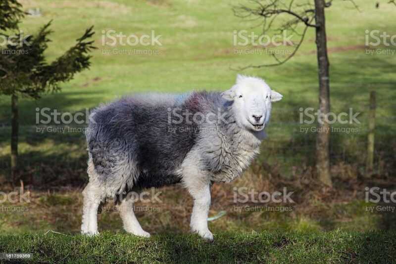 Owce Herdwick: charakterystyka, pochodzenie, zastosowania i informacje o rasie
