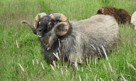 Owce islandzkie: charakterystyka, pochodzenie, zastosowania i informacje o rasie