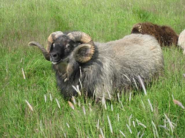 Owce islandzkie: charakterystyka, pochodzenie, zastosowania i informacje o rasie