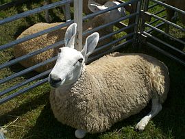 Owce Llanwenog: charakterystyka, pochodzenie, zastosowania i informacje o rasie
