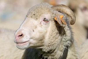 Owce Lohi: charakterystyka, pochodzenie, zastosowania i informacje o rasie
