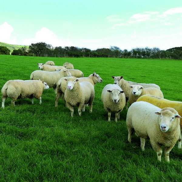 Owce Shropshire: charakterystyka, pochodzenie, zastosowania i informacje o rasie