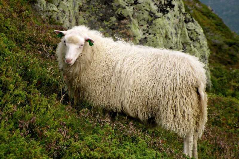 Owce Spælsau: charakterystyka, pochodzenie, zastosowania i informacje o rasie