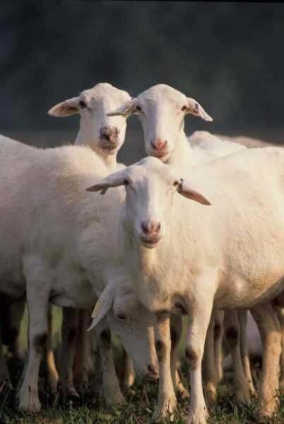 Owce St. Croix: charakterystyka, pochodzenie, zastosowania i informacje o rasie