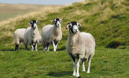 Owce Swaledale: charakterystyka, pochodzenie, zastosowania i informacje o rasie