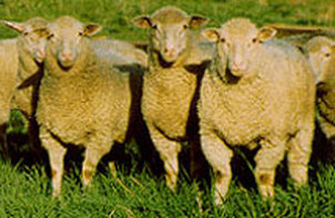 Owce Targhee: charakterystyka, pochodzenie, zastosowania i informacje o rasie