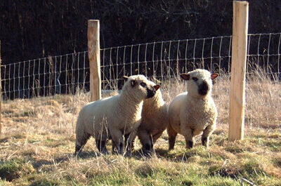 Owce z Wiltshire Horn: charakterystyka, pochodzenie i informacje o rasie