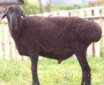 Owce Zwartbles: charakterystyka, pochodzenie, zastosowania i informacje o rasie