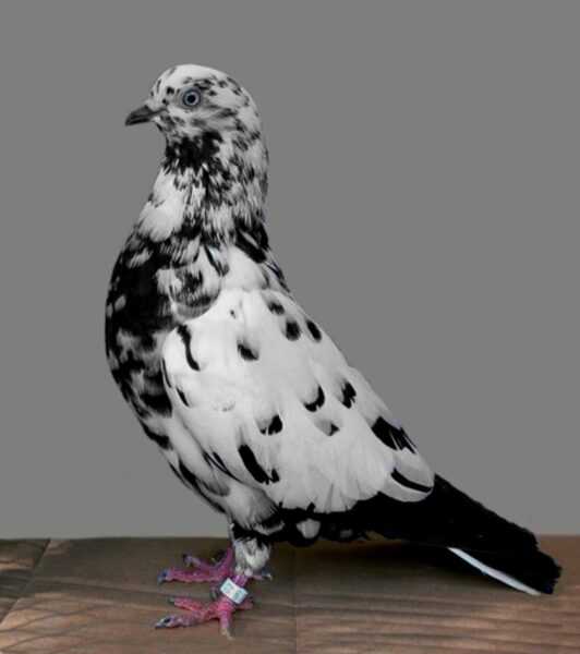 Parlor Roller Pigeon: charakterystyka, zastosowania i informacje o rasie