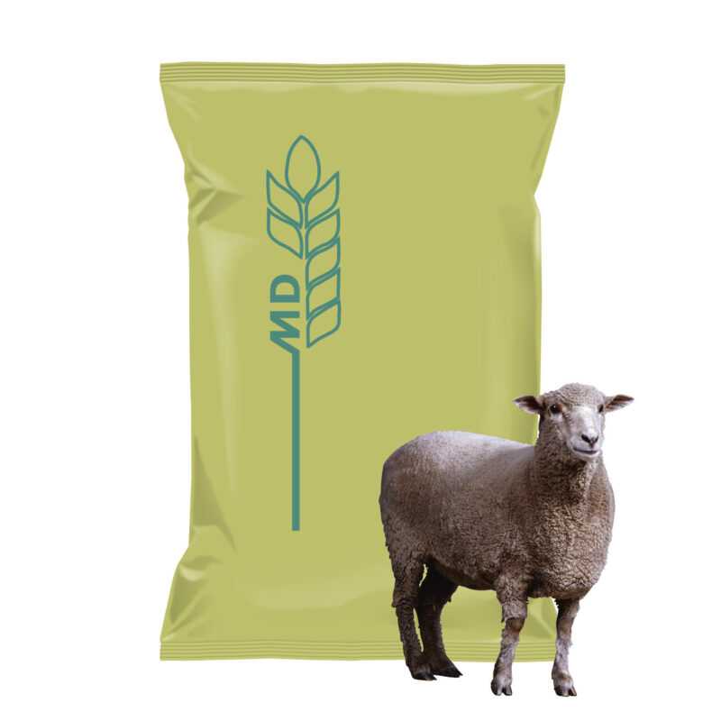 Pasza dla owiec: czym karmić owce dla lepszej produkcji