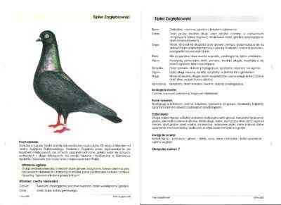 Pigeon Tippler: charakterystyka, zastosowania i informacje o rasie