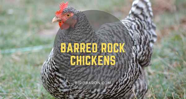 Plymouth Rock Chicken: charakterystyka, temperament i pełne informacje o rasie