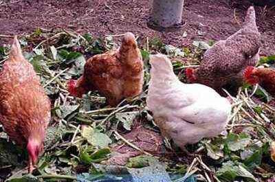 Problemy z kurami nioskami: zapobiegaj problemom z kurczakami pospolitymi