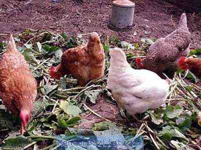 Problemy z kurami nioskami: zapobiegaj problemom z kurczakami pospolitymi