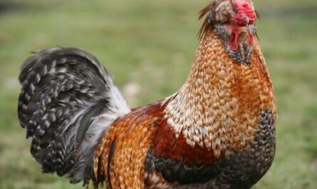 Rasy drobiu: różne rasy kurczaków do hodowli