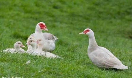 Rasy kaczek składających jaja: różne kaczki do produkcji jaj
