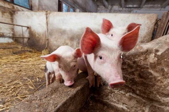 Rasy świń: najlepsze rasy dla hodowli świń