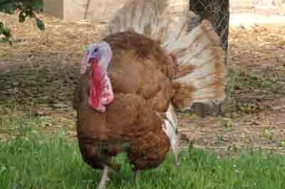 Red Turkey Ardennes Turkey: charakterystyka i informacje o rasie