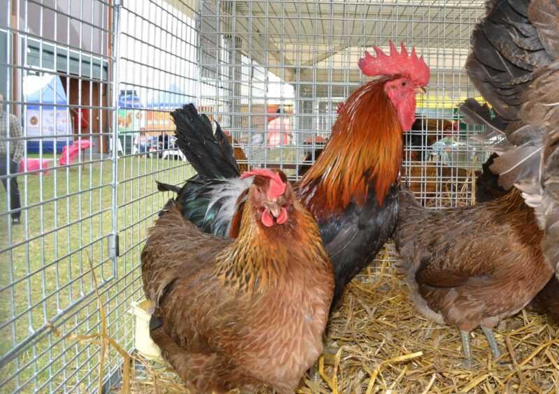 Rodzaje kur niosek: kolorowe jaja produkujące kurczaki