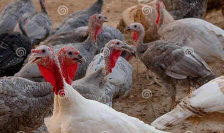 Rolnictwo Midget White Turkey: Plan rozpoczęcia działalności dla początkujących