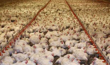 Rosnące kurczaki: co to jest hodowla kurczaków i jak je hodować