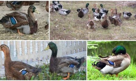Rouen Duck: charakterystyka, pochodzenie, zastosowania i pełne informacje o rasie