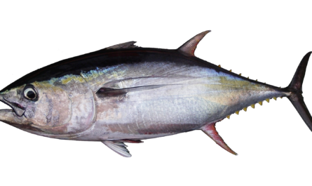 Ryba Albacore: charakterystyka, dieta, hodowla i zastosowania