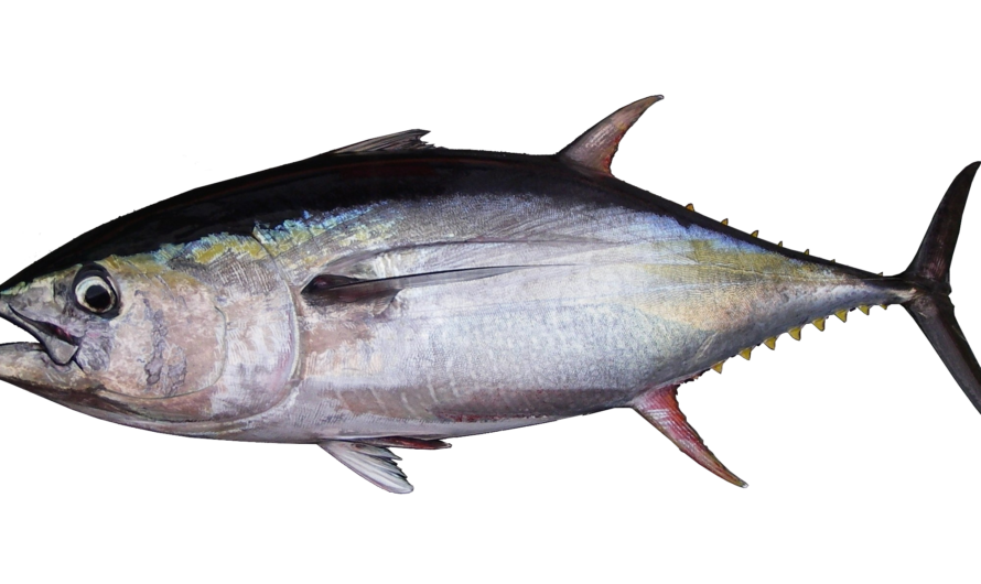 Ryba Albacore: charakterystyka, dieta, hodowla i zastosowania